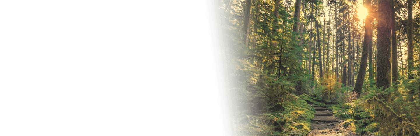 Forest trail surrounded by tall trees and lush greenery